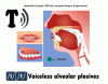 T-Voiceless-Alveolar-Plosives