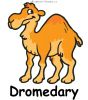 Dromedary