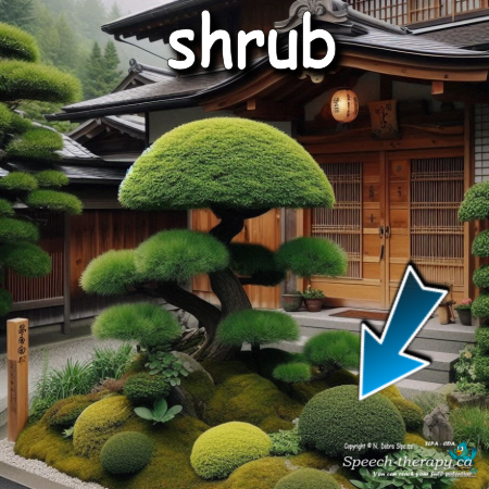 shrub